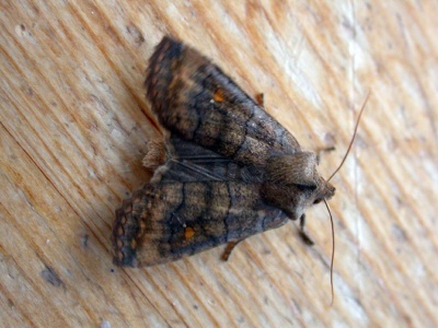 Satellite (Eupsilia transversa) Kenneth Noble